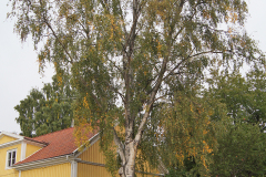 bjorken1