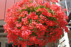 gallery-ext-blomboll