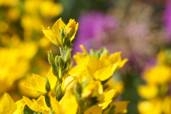 gallery-flora-1