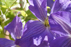 gallery-flora-10