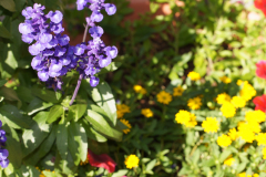 gallery-flora-11