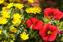 gallery-flora-12