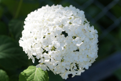 gallery-flora-13