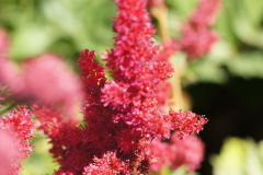 gallery-flora-14