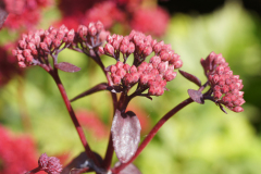 gallery-flora-15