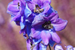 gallery-flora-16