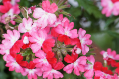 gallery-flora-17