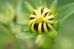 gallery-flora-18