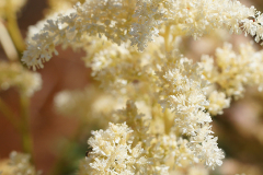 gallery-flora-19