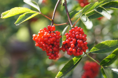 gallery-flora-2