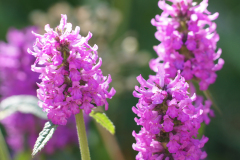 gallery-flora-20