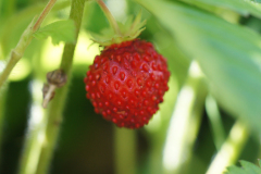 gallery-flora-21