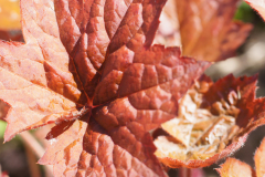 gallery-flora-23