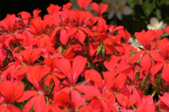 gallery-flora-24