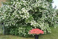 gallery-flora-25