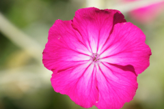 gallery-flora-3