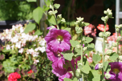 gallery-flora-4