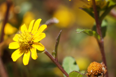 gallery-flora-5