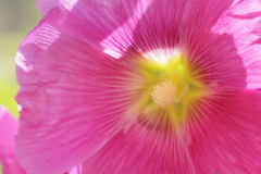 gallery-flora-6