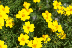 gallery-flora-7