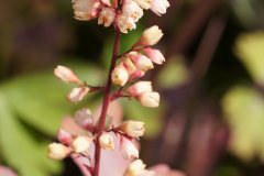 gallery-flora-8