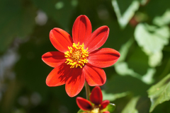 gallery-flora-9